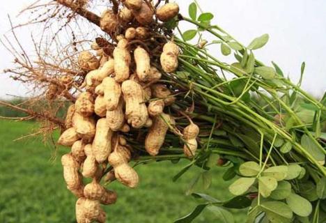 什么花生品種最好（花生品種那個(gè)好 ）