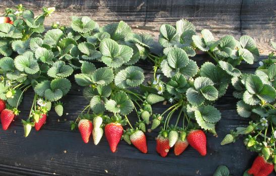 草莓怎么種 草莓如何種
