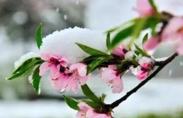 春天下雪什么兆頭  春天下雪是什么兆頭