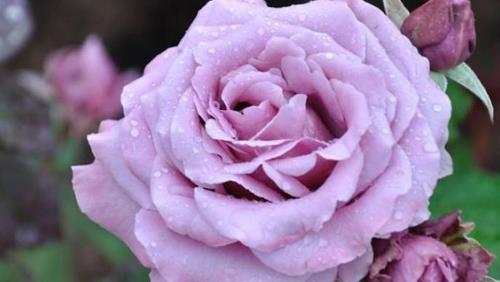 天津市的市花是什么  天津市的市花是什么花介紹