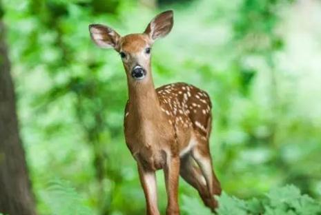 夢見鹿是什么意思,好不好,預示著什么