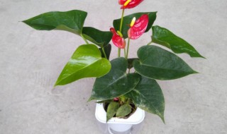 紅掌花適合在室內養嗎 紅掌花可以在室內養嗎