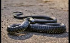 夢見蛇是什么預兆男人 男人夢到蛇有何預示