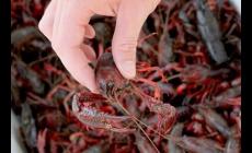 夢到了龍蝦夾手是什么預兆 周公解夢