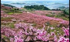 2024成都青白江龍門桃花季活動最新消息（時間、地點、活動內(nèi)容）