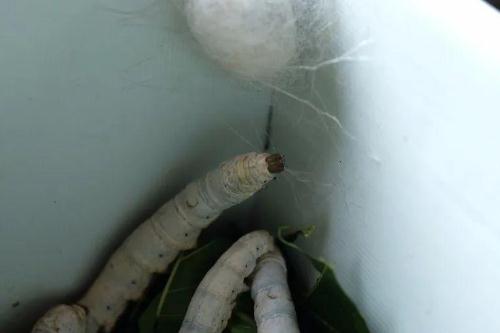 蠶吐絲時要給他準備什么盒子