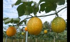 瓜蔞種植技術要點有哪些？