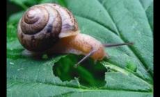 蝸牛用什么殺蟲劑最好用呢 (蝸牛用什么殺蟲劑最好用)