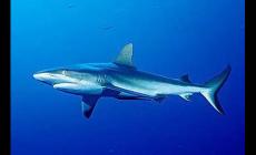什么鯊魚適合養殖？可以養的鯊魚有哪些？