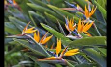 天堂鳥的養殖方法和注意事項 觀賞植物天堂鳥的養殖方法