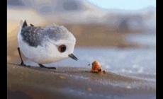 皮克斯動畫鷸教育意義（皮克斯電影鷸的意義）