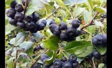 黑果花楸是什么植物？富含花青素/集食用/藥用價值的珍貴樹種