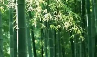 竹子的生長速度快嗎 竹子生長速度有多快