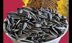 炒瓜子對人體有危害嗎 炒瓜子對身體有害嗎