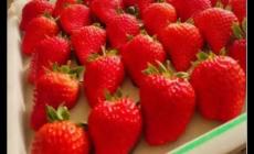 12月份的草莓是反季節嗎