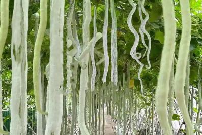 蛇豆育苗嗜籽是怎么個意思