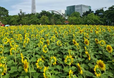 向日葵幾月份開花? 向日葵幾月份開花的
