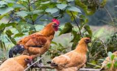 農村養土雞怎么養 農村養土雞方法有哪些