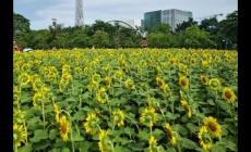 向日葵幾月份開花? 向日葵幾月份開花的