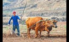 三月老牛遍地走啥