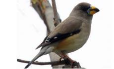 孔雀的雀字組詞有哪些 麻雀的雀組詞組詞有哪些