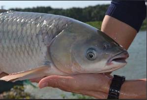 脆肉鯇魚是哪里特產 脆肉鯇魚是怎么養出來的
