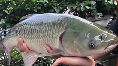 脆皖魚是草魚嗎？草魚是怎么變成脆皖魚的？