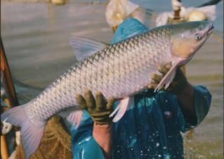 脆肉鯇能在什么地方養(yǎng)殖 中山脆肉鯇的養(yǎng)殖環(huán)境