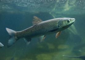 脆皖魚是海魚還是淡水魚 廣東的脆皖魚是什么魚