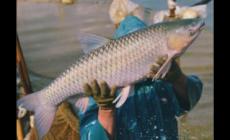 脆肉鯇能在什么地方養殖 中山脆肉鯇的養殖環境