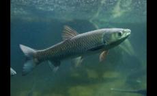 脆皖魚是海魚還是淡水魚 廣東的脆皖魚是什么魚