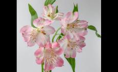 六色花又叫什么花 六個瓣的花是什么花