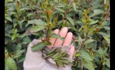 茶樹種植幾年可以采摘 茶樹種植幾年可以采摘果實