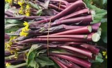 武漢洪山菜薹多少錢一斤 武漢洪山菜薹多少錢一斤啊